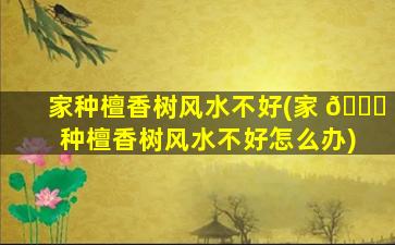 家种檀香树风水不好(家 🐈 种檀香树风水不好怎么办)